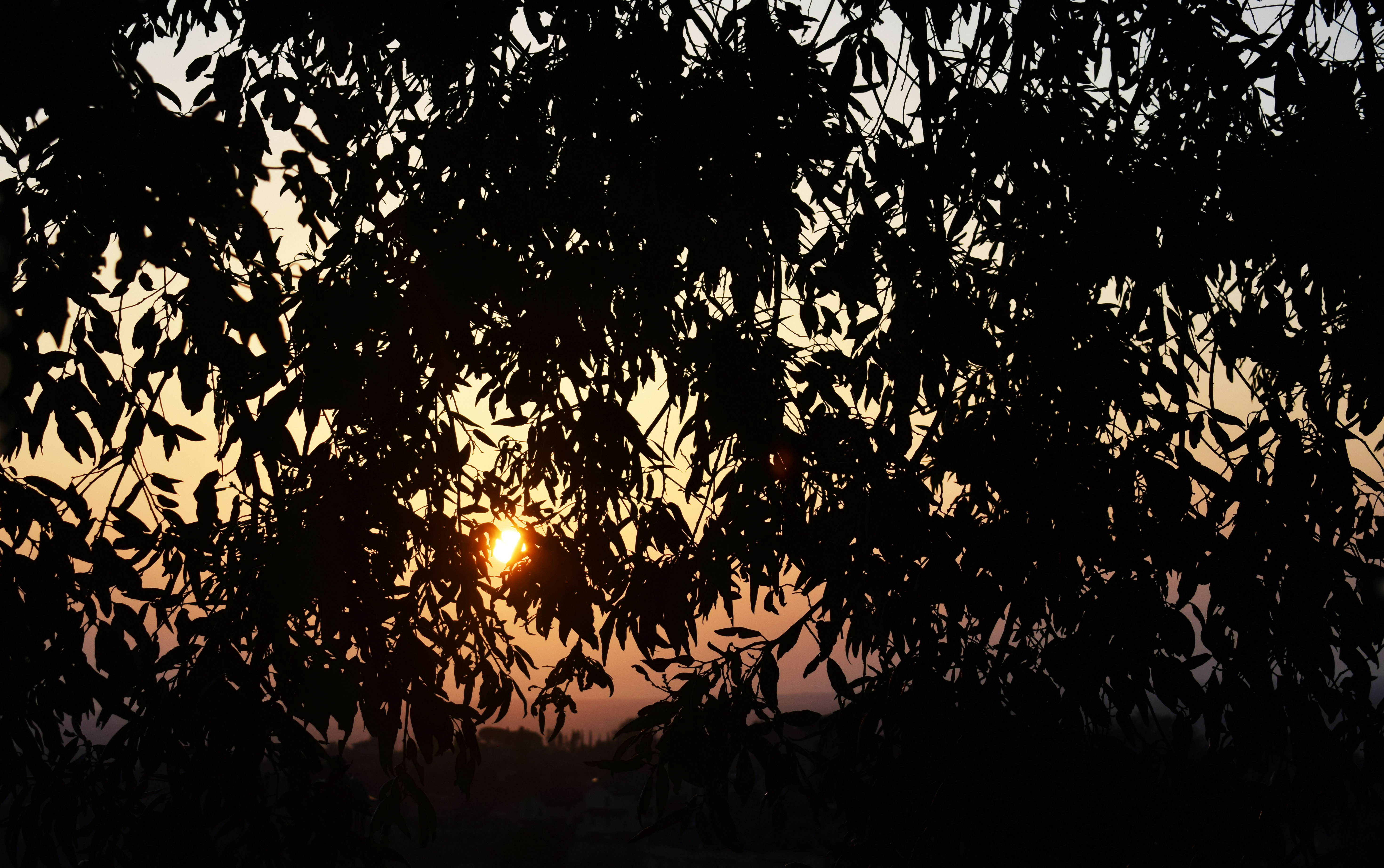 sun setting over the trees